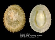 Cymbula safiana